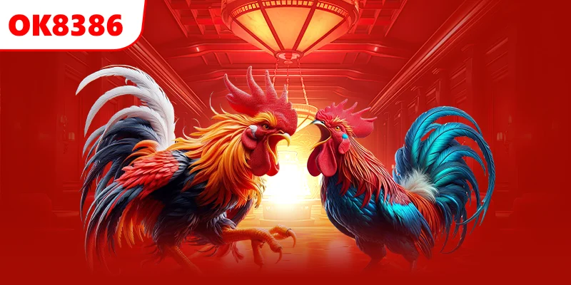 Người chơi tìm hiểu kỹ về chiến kê tham gia thi đấu để chọn kèo phù hợp
